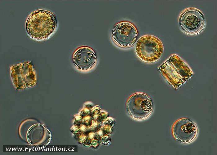 Cyclotella meneghiniana, Coelastrum astroideum a Peridinium sp.