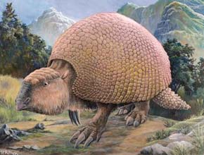 Pleistocénní pásovec r. Glyptotherium s délkou přes 2 m a obřím pancířem představoval velmi specializovanou formu pásovců. Orig. P. Říha