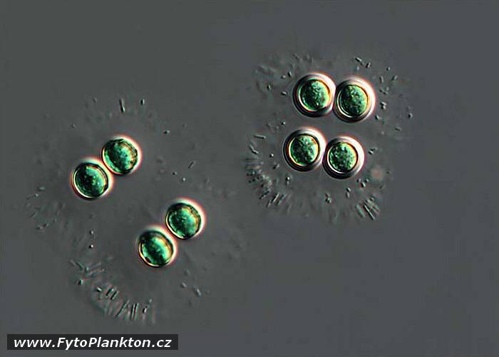 Chroococcus sp.