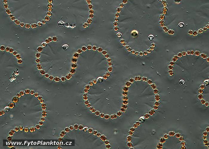 Anabaena curva