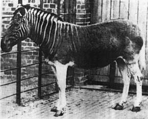 Zebra kwaga (Equus guagga) v londýnském Regent´s Parku v r. 1870. Foto F. York