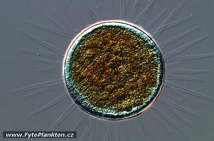 Acanthocystis sp.