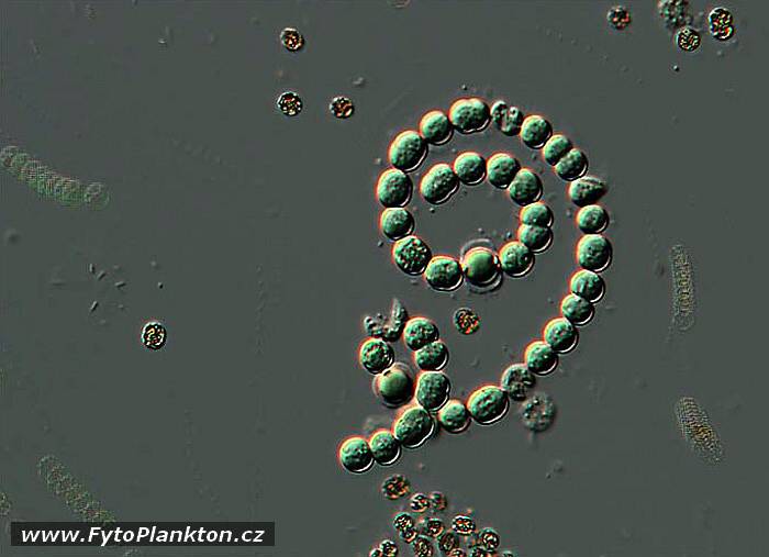 Anabaena spiroides