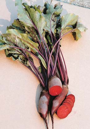 Válcovitá jednoklíčková odrůda řepy salátové (Beta vulgaris var. conditiva) ´Monorubra´, z jejíchž klubíček vyrůstá pouze po jedné rostlině. FotoV. Plicka