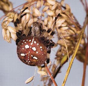 Křižák čtyřskvrnný - Křižák čtyřskvrnný (Araneus quadratus) nemá svítivě bílý guanin (odpadní produkt ukládaný někdy poblíž velkých cév těsně pod kutikulu na hřbetní straně zadečku) uspořádán do kříže, ale především do čtyř skvrn. Foto L. Havel