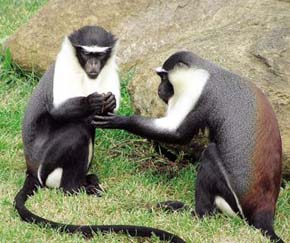 Velmi důležitou složkou potravy kriticky ohroženého kočkodana Rolowayova (Cercopithecus diana roloway) je živočišná potrava. Ve výběhu v Zoo Bojnice se proto intenzivně věnují hledání hmyzu. Foto P. Lupták