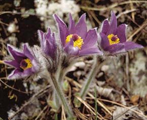 Koniklec slovenský (Pulsatilla slavica) je neoendemitem Západních Karpat. Patří mezi vysokohorské druhy, které ve Spišsko-gemerském krasu sestupují do relativně nižších poloh. Foto H. Skořepa