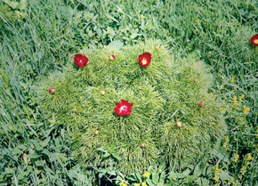Skvost transylvánské květeny – pivoňka tenkolistá (Paeonia tenuifolia) je na první pohled nápadná svými listy – četné uzoučké úkrojky připomínají některým pozorovatelům listy kapradin. Lodyhy vysoké 20–60 cm vyrůstají v celých trsech z podzemních plazivých oddenků. Zau de Câmpie 7. 5. 2006. Foto J. Čeřovský
