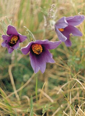 Vzácnou a vysoce ceněnou planou květinou je v Anglii koniklec obecný (Pulsatilla vulgaris). V ČR se nevyskytuje. Za svůj rostlinný emblém si jej vybrala hrabství Cambridgeshire a Hertfordshire. Foto J. Čeřovský