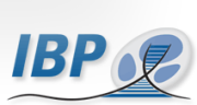 IBP logo