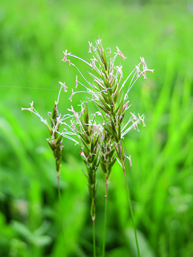 Tomka vonná (Anthoxanthum odoratum) dává díky obsahu kumarinu čerstvě pokosené louce typickou vůni. Foto L. Hrouda