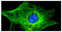 3T3-interphase.jpg (76542 bytes)