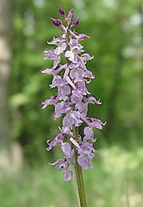 Růžovofialové květenství vstavače mužského znamenaného (Orchis mascula subsp. signifera). Foto P. Špryňar