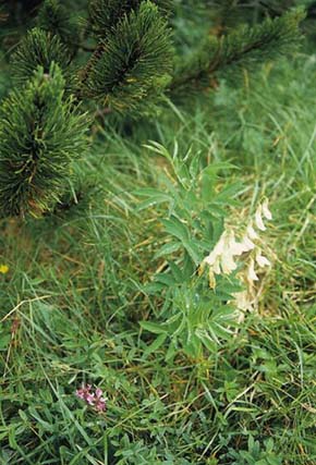 Hrachor západní (Lathyrus occidentalis), malá rostlina s téměř bílými květy na subalpínské louce v pohoří Dolomity. Pozornost si zaslouží značná morfologická proměnlivost tohoto druhu v závislosti na podmínkách stanoviště. Foto P. Kusák