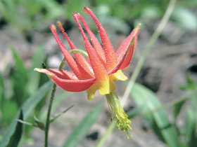 Orlíček Aquilegia formosa var. truncata roste v Yosemitském NP v nadmořské výšce 2 100 m. Sierra Nevada, Kalifornie. Foto P. Hanzelka