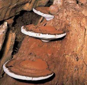 Lesklokorka ploská (Ganoderma lipsiense) je náš nejhojnější druh lesklokorek. Roste na nejrůznějších listnatých dřevinách (méně často na jehličnanech), v tomto případě na pařezu topolu osiky (Populus tremula). Foto F. Kotlaba