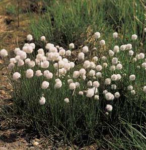 V bažinaté tundře poloostrova Tuktoyaktuk jsou typické porosty suchopýru úzkolistého Eriophorum angustifolium subsp. triste, který roste i v mohutných příkopovitých lemech polygonální tundry s vyvýšenými středy. Foto J. Rusek