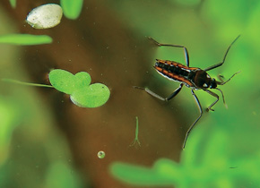 Samice hladinatky člunohřbeté (Velia caprai) na vodní hladině. Foto T. Ditrich
<br/>