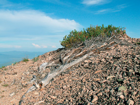 Kyjovitý růst borovice zakrslé (Pinus pumila) v nejvyšších polohách Svatého Nosu. Foto autoři článku
<br/>
<br/>