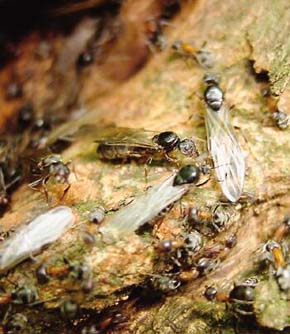 Okřídlené samičky a samečci mravence lužního (Liometopum microcephalum) při rojení. Foto J. Chytil