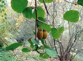 Zplaňující aktinidie čínská (Actinidia chinensis), která poskytuje ovoce kiwi, působí destruktivně v lesních ekosystémech Nového Zélandu. Foto T. Matějček