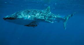 Žralok obrovský (Rhincodon typus) v blízkosti útesu Ningaloo, kde jsou běžně pozorováni jedinci dlouzí 4 až 12 m. Tento druh zřejmě dorůstá délky přes 20 m a hmotnosti až 34 tun, takže je největším žijícím druhem paryb a studenokrevných obratlovců vůbec. Foto I. Němec