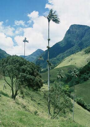 Nejvyšší palma světa - palma vosková (Ceroxylon quidiuense) z Valle do Cocora v Kolumbii je i architektonikou štíhlých kmenů dosahujících až kolem 60 m výšky unikátem v rostlinné říši. Foto V. Zelený