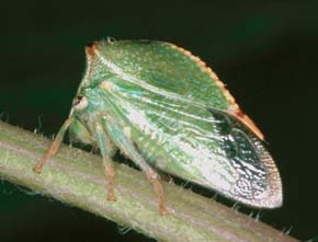 Ostnohřbetka americká (Stictocephala bisonia), která je díky svému exotickému vzhledu velmi nápadná a nezaměnitelná. Foto P. Kočárek