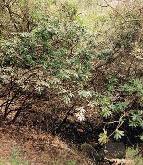 Pěnišník černomořský (Rhododendron ponticum) pohází ze Středomoří, ale ve Velké Británii patří dnes mezi nejobtížnější nepůvodní invazní druhy. Foto O. Koukol