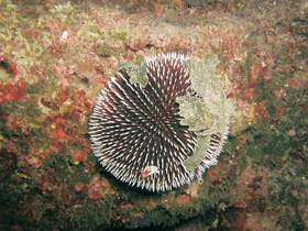 Sphaerechinus granularis je hojná ježovka Středozemního moře od hloubky 4 m. Maskuje se různým materiálem. Foto A. Petrusek