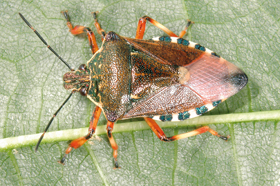 Samec kněžice červenonohé (Pinthaeus sanguinipes) nalezený v Kladrubech u Vlašimi v září 2008. Foto L. Hanel