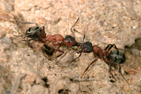 Dělnice fakultativně otrokářského mravence Formica sanguinea. Foto P. Krásenský