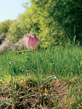 Detail řebčíku kostkovaného (Fritillaria meleagris) v PR Pstruša u Zvolena vyrůstajícího na volném místě mezi ostatními bylinami. Foto P. Blatnický