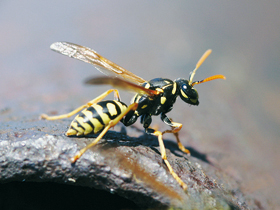 Vosík francouzský (Polistes dominu¬la). 
<br/>Foto P. Krásenský