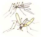 Bzzzzz