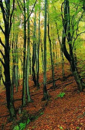 Svahy kolem Osecké naučné stezky tvoří staré bukové porosty. Foto J. Hodač 