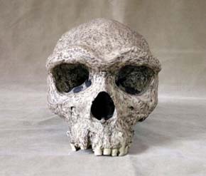 Odlitek lebky anteneandertálce (Homo heidelbergensis) z Broken Hill (Zimbabve). Foto P. Velemínský