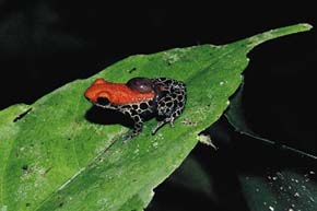 Sameček pralesničky síťkované (Dendrobates reticulatus) přenášející na zádech pulce. Samičky této žáby kladou vajíčka na zem do listové opadanky a samci přenášejí vylíhlé pulce do vody zachycené v růžicích listů bromélií. Foto J. Moravec