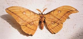 Sameček martináče japonského (Antherea yamamai) na zdi slovinského pohraničního přechodu Šentilj. Foto V. Bičík