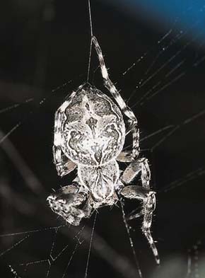 Samice křižáka mostního (Larinioides sclopetarius). Tento druh se v létě 2003 neobvykle hojně rozšířil podél břehů Vltavy v Praze. Foto A. Kůrka