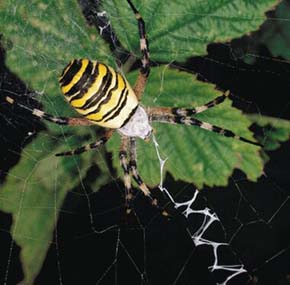 Křižák pruhovaný (Argiope bruennichi) v Čechách nalezený od roku 1991. Foto L. Havel