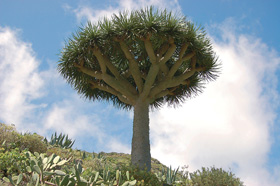 Starší jedinec dračince obrovského (Dracaena draco) na okraji vesnice Chamorga v pohoří Anaga v severním cípu ostrova Tenerife. Foto V. Zelený