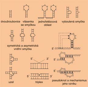 Schematické znázornění hlavních typů struktur vyskytujících se v molekulách RNA — základ strukturního polymorfismu RNA. Podle materiálů autora kreslil S. Holeček