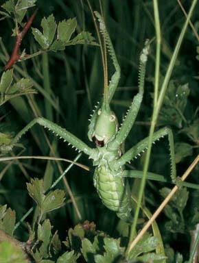Při zastrašování vztyčí kobylka sága (S. pedo) otrněné končetiny proti nepříteli a rozevře kusadla. Foto P. Kočárek