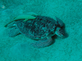 Velký samec karety obrovské (Chelonia mydas) spásající tzv. mořskou trávu na písčitém dně v hloubce asi 7 m. Na jeho krunýři jsou přichyceni dva štítovci náležející zřejmě k rodu Echeneis. Foto J. Moravec