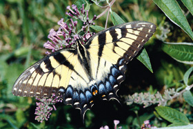 Žlutá forma samice otakárka Papilio glaucus, Maryland, USA. Motýl saje nektar na komuli (Buddleja sp.). Foto G. O. Krizek