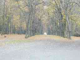 Way to Summer palace in Hvězda park