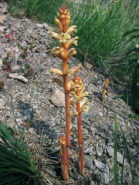 Mezi naše vůbec nejvzácnější zástupce rodu patří i záraza šupinatá (Orobanche artemisiae-campestris), s oblibou vyhledávající nepřístupné skalní hrany. Foto R. Kroufek