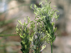 Pěchava vápnomilná (Sesleria caerulea), detail za květu. Patří k tzv. dealpínům – rostlinám, které sestoupily z alpínských poloh. 
<br/>Foto L. Hrouda