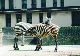 Typická pozice zebry stepní (Equus burchellii) při kojení – tzv. antiparalelní pozice. Foto J. Pluháček